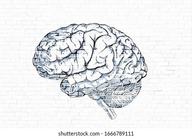 Human brain on a white brick wall, picture similar to graffiti