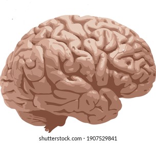 The Human Brain On A White Fin