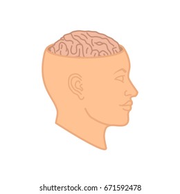 Human brain in the open head, profile view. Cartoon vector illustration.
