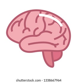 human brain organ