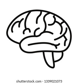 human brain organ