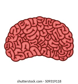 human brain organ