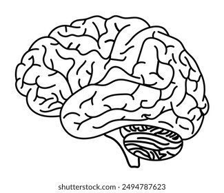 Human Brain Outline isolate in white background