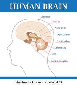 Human Brain, Part, Anatomy. vector EPS file available