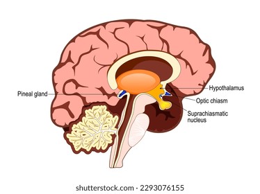 Menschliches Gehirn mit einem Teil des limbischen Systems und Cerebral Cortex, Suprachiasmatisches Nucleus, Optischer Chiasmus, Hypothalamus und Ananas. Regulierung der zirkadischen Rhythmen und des Schlafweckzyklus 