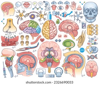 Human brain parts or anatomical head inner organs outline collection set. Elements with medical neural process, internal physiology or body cells or tissues vector illustration. Sensory biology items