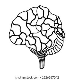 human brain parts organ isolated icon style vector illustration