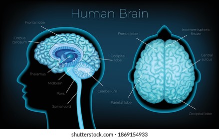 Human brain poster illustrated silhouette of head profile with text description of glowing brain areas vector illustration