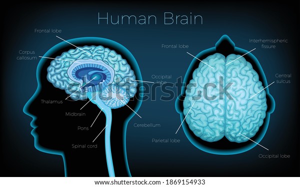 Human brain poster illustrated silhouette of\
head profile with text description of glowing brain areas vector\
illustration