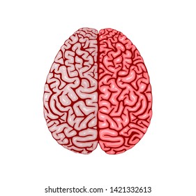 Human Brain Realistic Flat Design. Realistic 3d model of human brain vector design. Top view, different parts of brain.