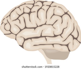 Human brain. realistic human brain isolated on white background. Vector, cartoon illustration. Vector.