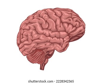 Human brain. realistic human brain isolated on white background. Vector, cartoon illustration. Vector.