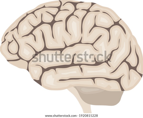 Human Brain Realistic Human Brain Isolated Stock Vector (Royalty Free ...