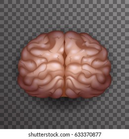 Human Brain Realistic Poster Transparent Background Icon Template Mockup Design Vector Illustration