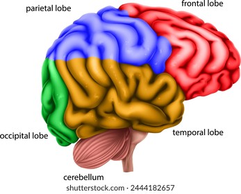 Human brain with regions or lobes differentiated by color and labelled. Educational anatomy medical illustration diagram.