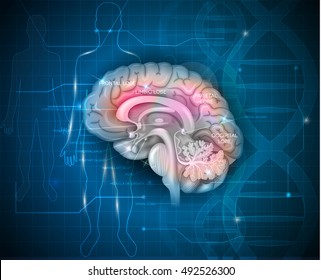 Human Brain research abstract scientific background with DNA chain and human silhouette