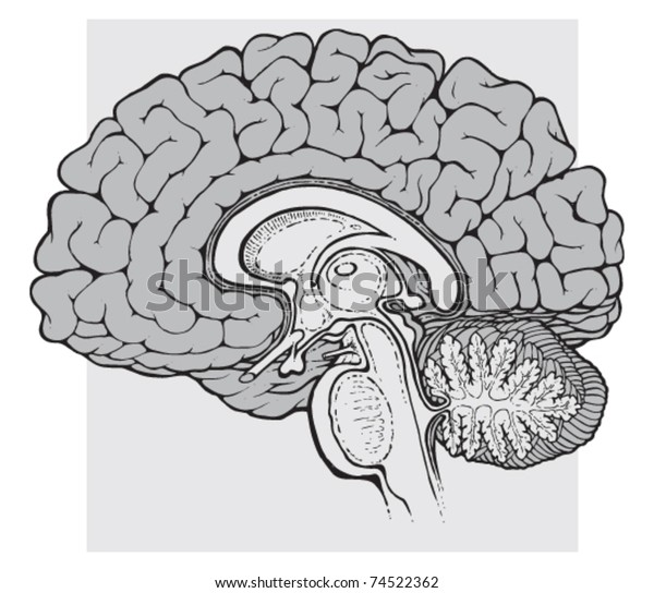 Human Brain Sagittal View Medical Schematic Stock Vector (Royalty Free ...