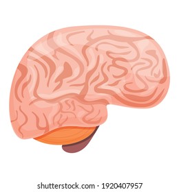 Wissenschaft des menschlichen Gehirns Symbol. Cartoon der menschlichen Gehirnwissenschaft, Vektorsymbol für Webdesign einzeln auf weißem Hintergrund