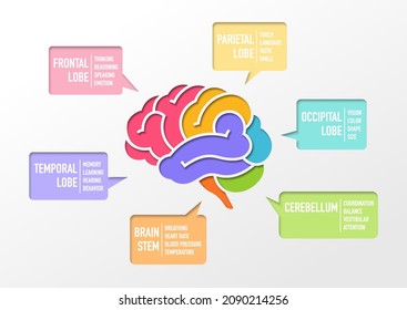 Human brain Section and function infographic, paper cut out design vector illustration.