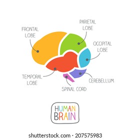 Human Brain Section Illustration
