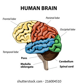 Human Brain Anatomy Diagram Sections Head Stock Vector (Royalty Free ...