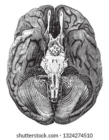 Human brain, seen underneath, and insertion of the cerebral nerves, vintage engraved illustration. From Zoology Elements from Paul Gervais.
