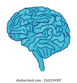 Elemento vector de color semiplano del cerebro humano. Objeto de tamaño completo en blanco. Sistema nervioso central. Anatomía humana simple ilustración de estilo de caricatura para diseño gráfico web y animación