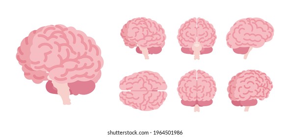 Human brain set for anatomical study, medical, scientific classroom model. Nervous system central organ, intellect, education symbol. Vector flat style cartoon illustration isolated, white background