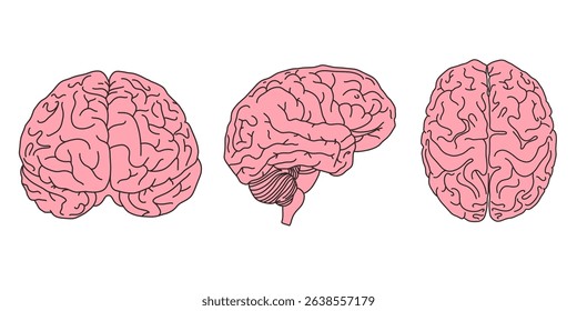 Human Brain Set from multiply angles. Front, side, top. Linear Style, Vector illustrations. Anatomy illustrations