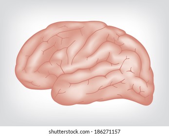 Human brain, shaded vector illustration
