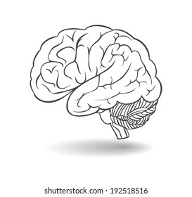 Human Brain With Shadow. A Side View. Vector 