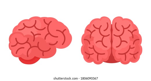 Human brain side and front view, isolated on white background, flat cartoon style. Vector illustration.