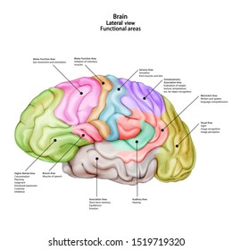 Human brain. Side (Lateral) view. Medical didactic anatomy illustration with the name and description of functional areas. Vector 3d illustration isolated on white background.