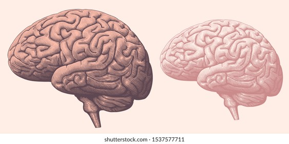 Brain Illustration Vintage Images, Stock Photos & Vectors | Shutterstock