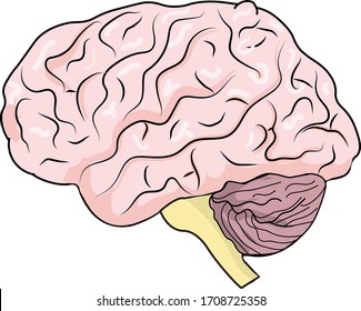 Human Brain Side View Illustration Stock Vector (Royalty Free ...