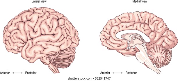 the human brain. side view. illustration. realistic image the correct medical