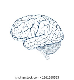 Human Brain Side View. Isolated Vector Illustration.