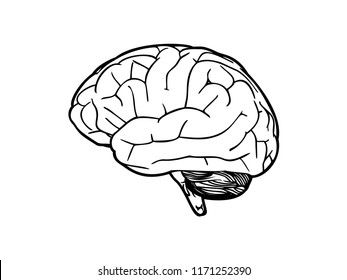 Human Brain Side View Line Art Stock Vector (Royalty Free) 1171252390