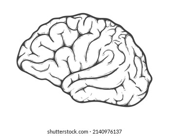 Human Brain Side View Vector Illustration Stock Vector (Royalty Free ...