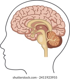 Vista lateral del cerebro humano. Ilustración vectorial del cerebro desde el interior. Anatomía humana