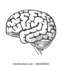 Human Brain Side View Vintage Vector. Engraved Medical Anatomy Education. Element Designed In Retro Style Illustration