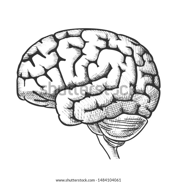 Human Brain Side View Vintage Vector Immagine Vettoriale Stock Royalty Free 1484104061