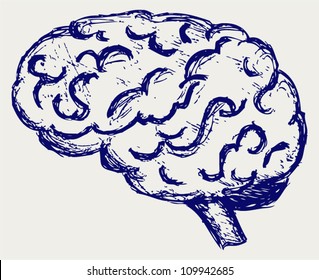 Human Brain. Sketch