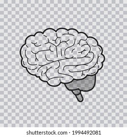 Human brain sketch isolated on transparent background. Hand drawn style. Vector illustration.