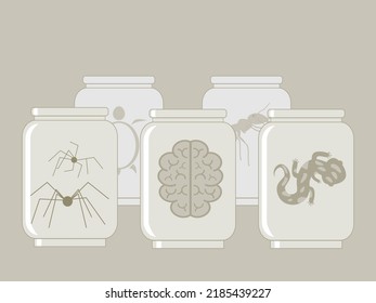 Human brain, spiders, lizard, turtle and ant preserved in jars