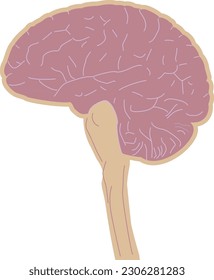 cerebro humano y médula espinal