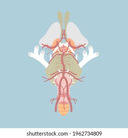 human brain stem, cranial nerves and blood supply of central nervous system, circle of willis, internal organs anatomy body part, vector illustration cartoon flat character design clip art