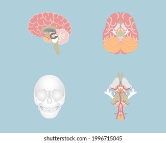 human brain, brain stem, and skull, internal organs anatomy body part nervous system, vector illustration cartoon flat character design clip art