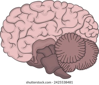 Human brain. The structure of the brain.