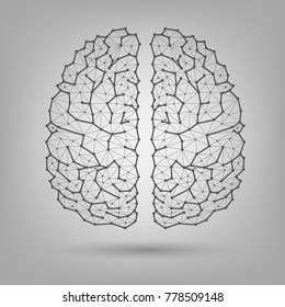 The human brain, structure